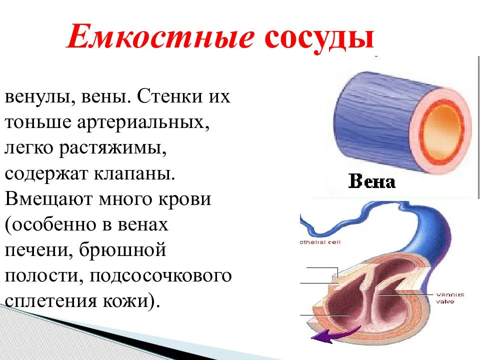 Артерии и вены определение. Емкостные сосуды физиология. Физиологическая характеристика емкостных сосудов.. Сосуды артерии вены капилляры. Строение стенки венулы.